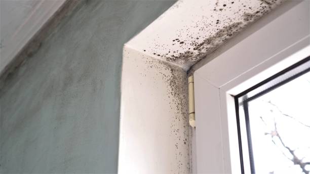 Best Home Mold Removal  in Pensacola, FL
