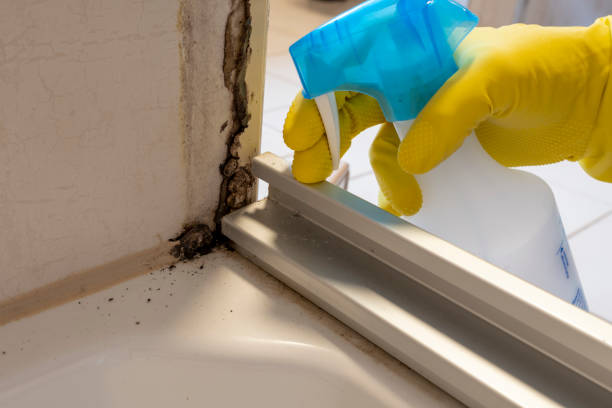 Best Mold Cleaning Services  in Pensacola, FL
