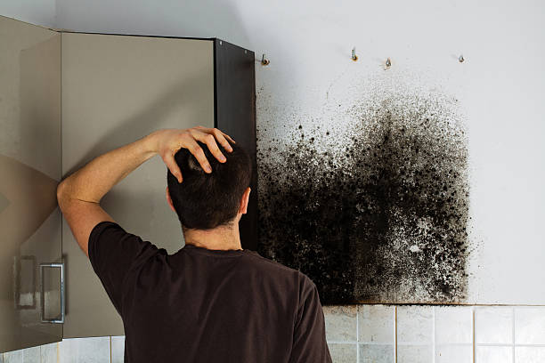 Trusted Pensacola, FL Mold Removal Experts