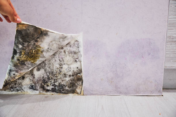 Best Mold Removal Near Me  in Pensacola, FL
